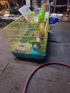 hamster with big cage for sale
