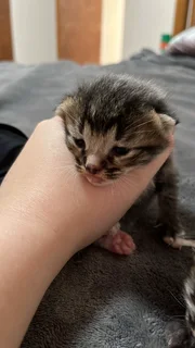 Bengal kittens for sale