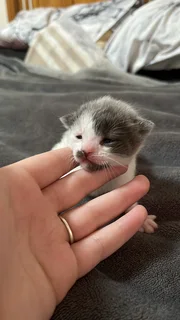 Bengal kittens for sale