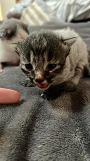 Bengal kittens for sale