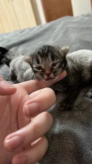 Bengal kittens for sale