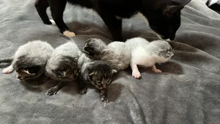 Bengal kittens for sale