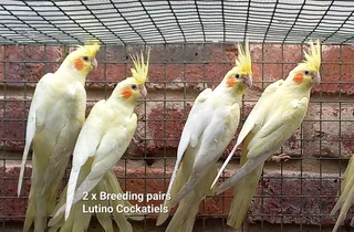 Lutino Cocketeils Breeding pairs