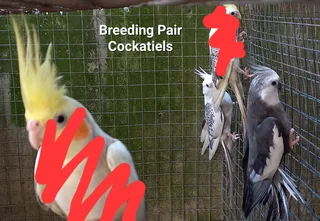 Breeding pair of cocketeils