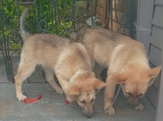 German shepherd cross chow puppies