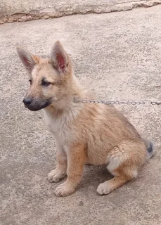 German shepherd cross chow puppies