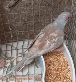 Diamond dove with cage