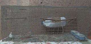 Diamond dove with cage