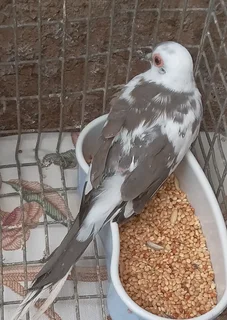 Diamond dove with cage