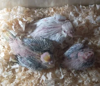Handreared cockatiel babies