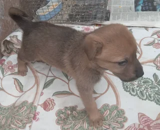 German shepherd cross