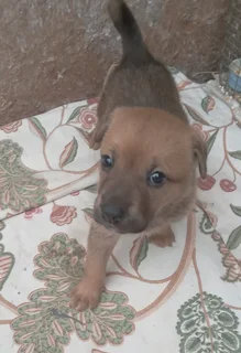 German shepherd cross