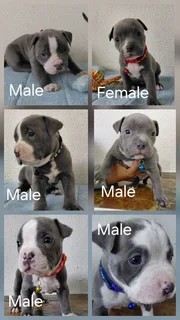 XL American Bully puppies