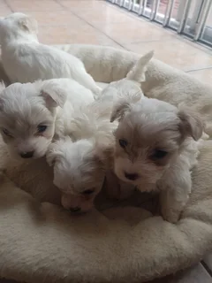 Maltese poodle puppies