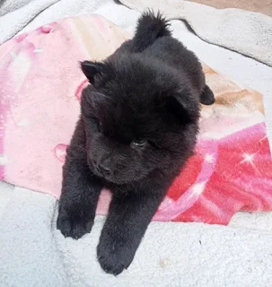 Chow Chow puppy
