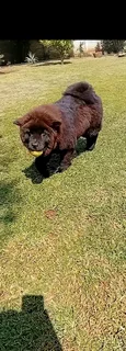 Chow Chow puppy