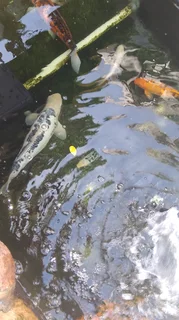 Large Koi Fish