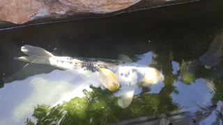 Large Koi Fish