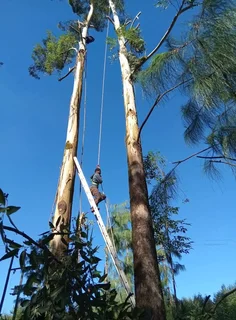 Tree felling service