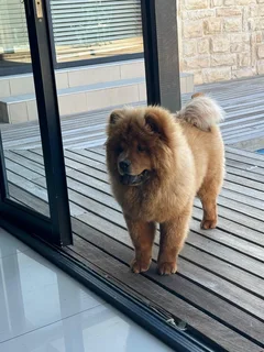 Chow Chow breeding pair