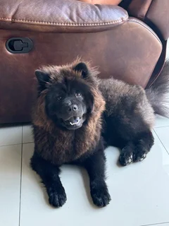 Chow Chow breeding pair
