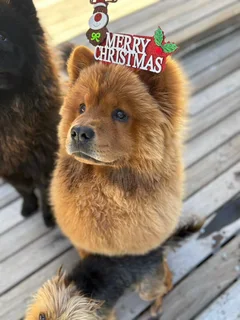 Chow Chow breeding pair