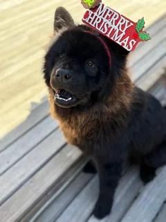 Chow Chow breeding pair