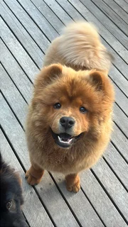 Chow Chow breeding pair