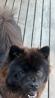 Chow Chow breeding pair