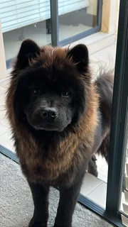 Chow Chow breeding pair