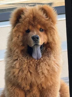 Chow Chow breeding pair
