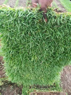 ROLL ON LAWN FRESH GRASS FROM THE FARM,