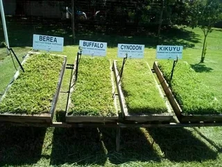 ROLL ON LAWN FRESH GRASS FROM THE FARM,