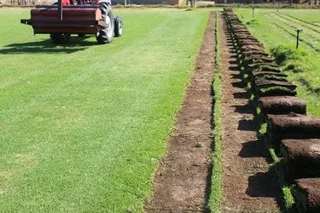 ROLL ON LAWN FRESH GRASS FROM THE FARM,