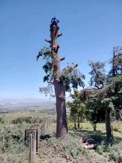 Tree Felling services