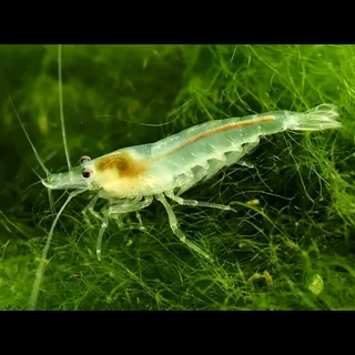 Ghost Shrimp