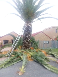 CAPE TREE FELLING::STUMP REMOVAL::GARDEN REFUSE REMOVAL::YARD CLEANING SERVICES