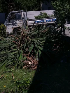 CAPE TOWN TREE FELLING::GARDEN REFUSE REMOVAL::YARD CLEANING SERVICES::STUMP REMOVAL