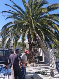 Cheapest Price For Garden Refuse Removal **tree Felling **yard Cleaning **plot Cleaning