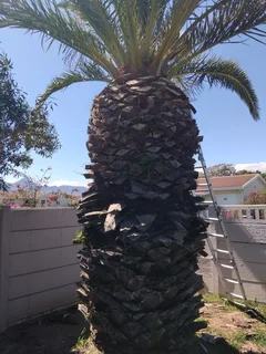 CAPE TOWN GARDEN REFUSE REMOVAL, TREE FELLING, YARD CLEANING,