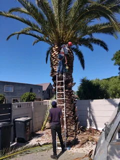 CAPE TOWN GARDEN REFUSE REMOVAL, TREE FELLING, YARD CLEANING,