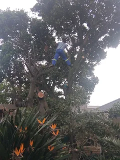 TREE FELLING, LANDSCAPING SERVICES, YARD CLEANING, PLOT CLEANING