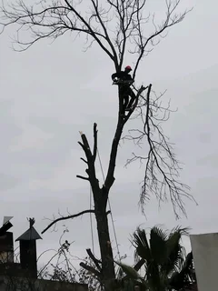 Quick Responding Tree Felling **garden Refuse Removal **yard Cleaning Services **stump Removal