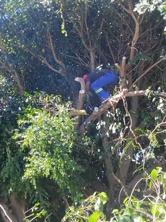 EMERGENCY TREE FELLING **GARDEN REFUSE REMOVAL **YARD CLEANING SERVICES **PLOT CLEANING
