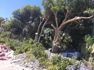 EMERGENCY TREE FELLING **GARDEN REFUSE REMOVAL **YARD CLEANING SERVICES **PLOT CLEANING