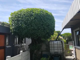 EMERGENCY TREE FELLING **GARDEN REFUSE REMOVAL **YARD CLEANING SERVICES **PLOT CLEANING