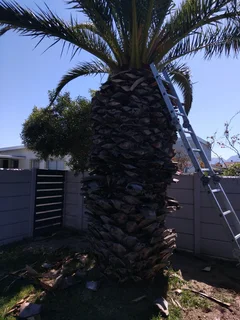 Cheapest Price For Garden Refuse Removal *garage Cleaning *tree Felling *