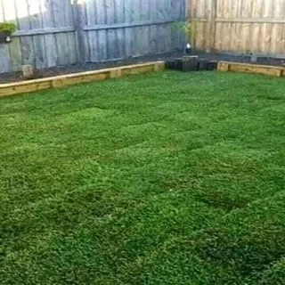 Roll on Lawn