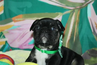FRENCH BULLDOGS