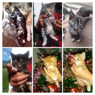 Playful kittens for loving homes